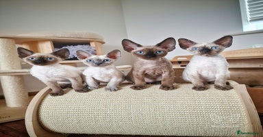 Devon Rex cats in Derby - Advert 3