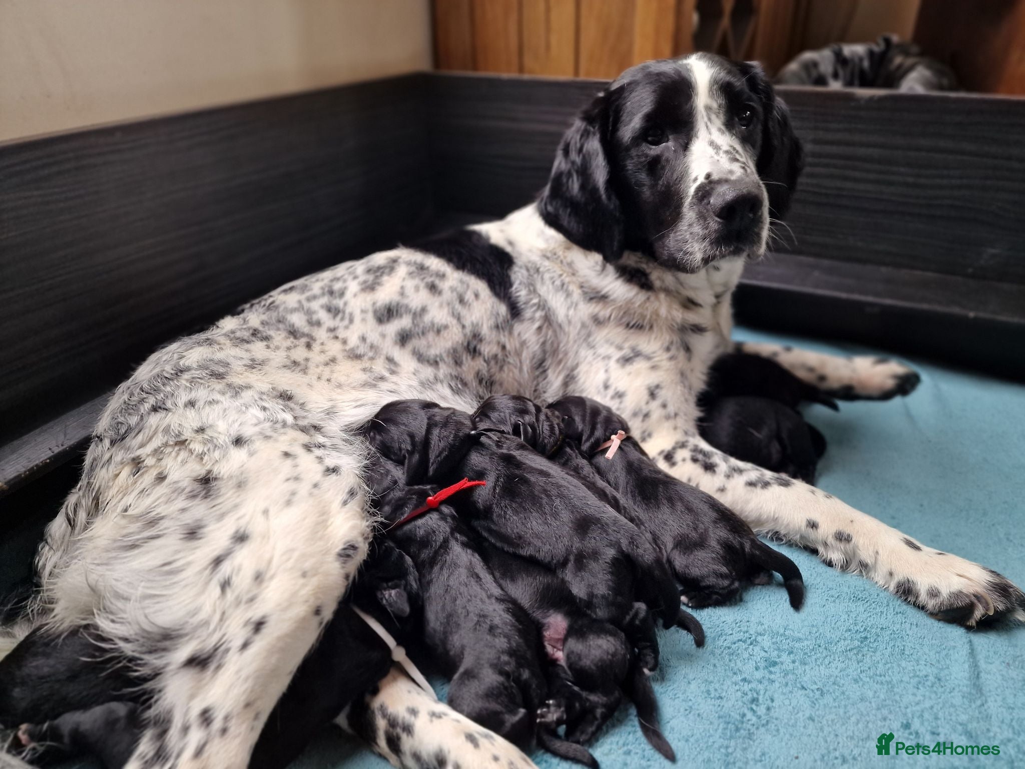 Springador dogs BEAUTIFUL SPRINGADOR PUPPIES - Advert 1