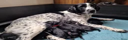 Springador dogs for sale: BEAUTIFUL SPRINGADOR PUPPIES - Advert 1