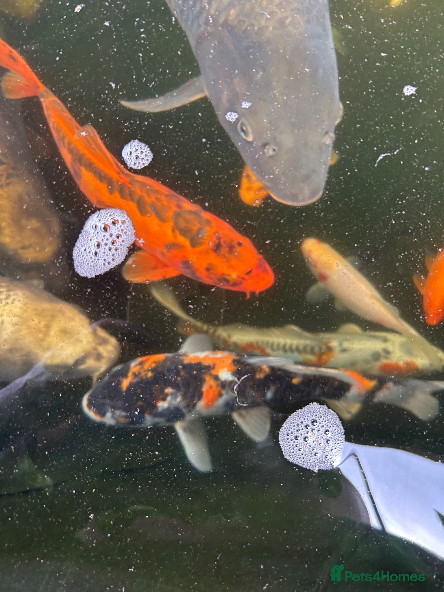 Koi Carp fish Various koi - Advert 18