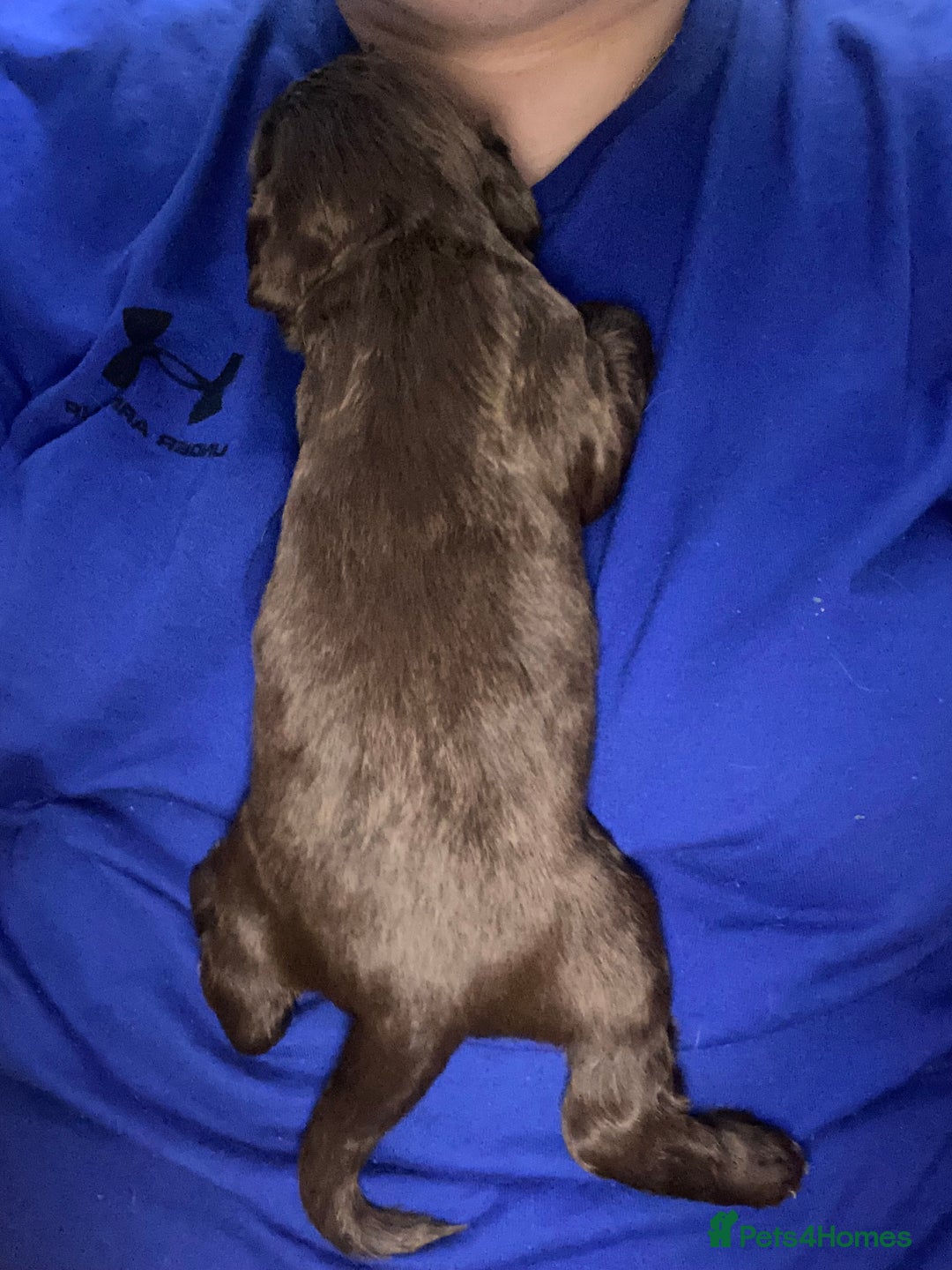 Sprocker dogs for sale: Beautiful Sprocker Puppies Ready 30th December - Advert 12