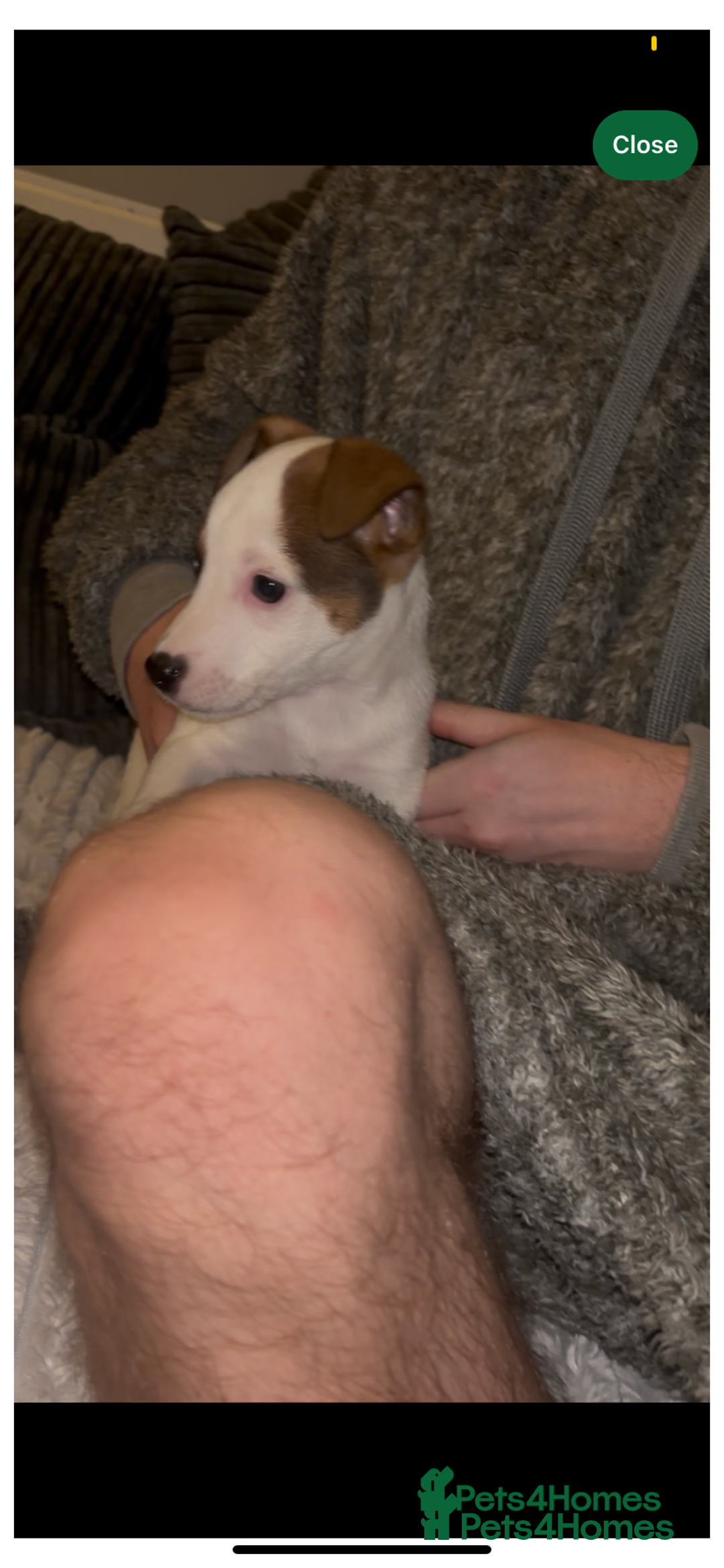 Jack Russell dogs for sale: Jack Russel puppies  - Advert 9