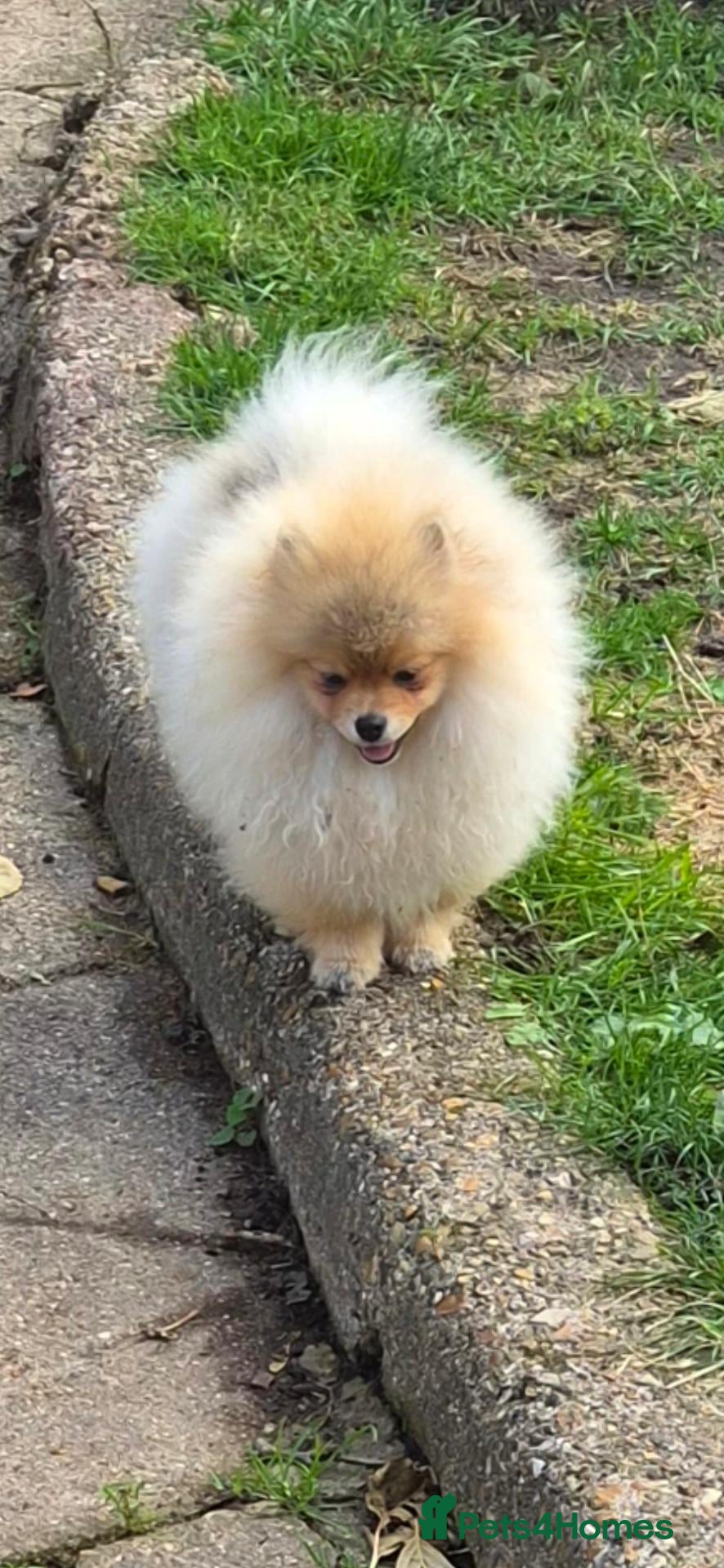 Pomeranian dogs for sale: High quality Show class potential Pomeranians  - Advert 2