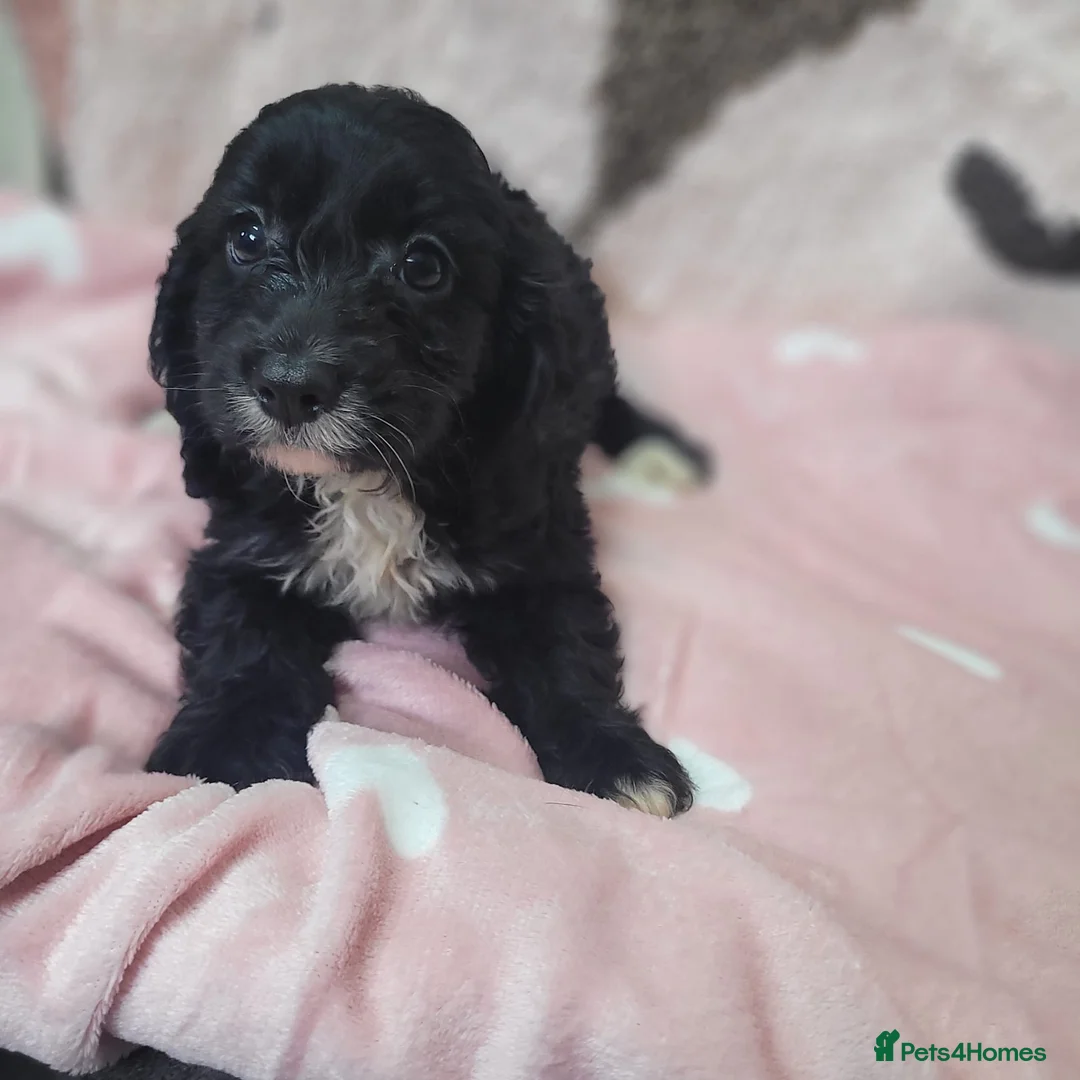 Cavapoo dogs for sale: You F1 Cavapoo puppies - Advert 10