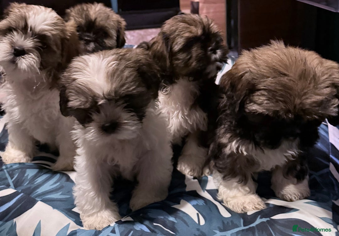 Shih Tzu dogs for sale: Adorable Shih Tzus waiting for their perfect match - Image 8