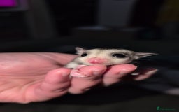 Sugar Glider rodents for sale: Mosaic sugar glider male available November - Image 11