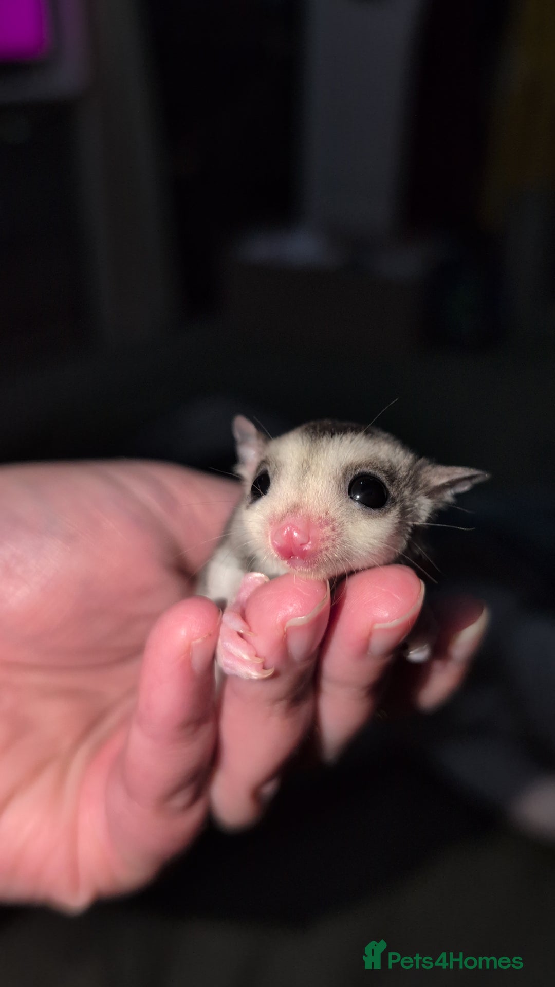 Sugar Glider rodents for sale: Mosaic sugar glider male available November - Image 11