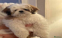Mixed Breed dogs for sale: Shihtzu crossed with lhasa apso - Image 3