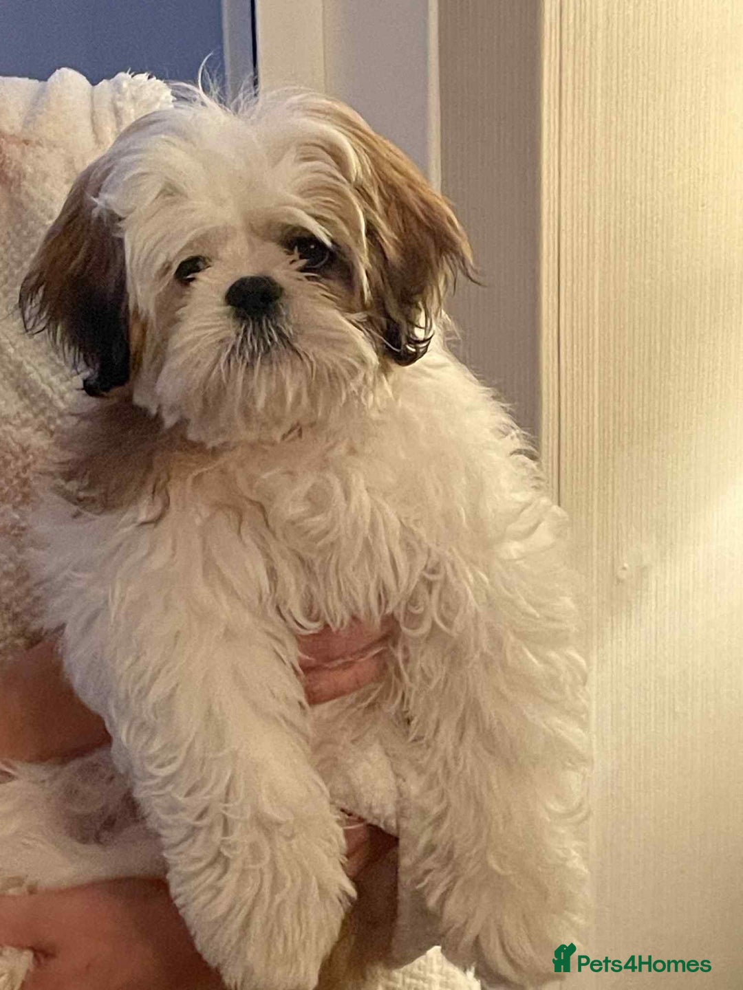 Mixed Breed dogs for sale: Shihtzu crossed with lhasa apso - Image 3