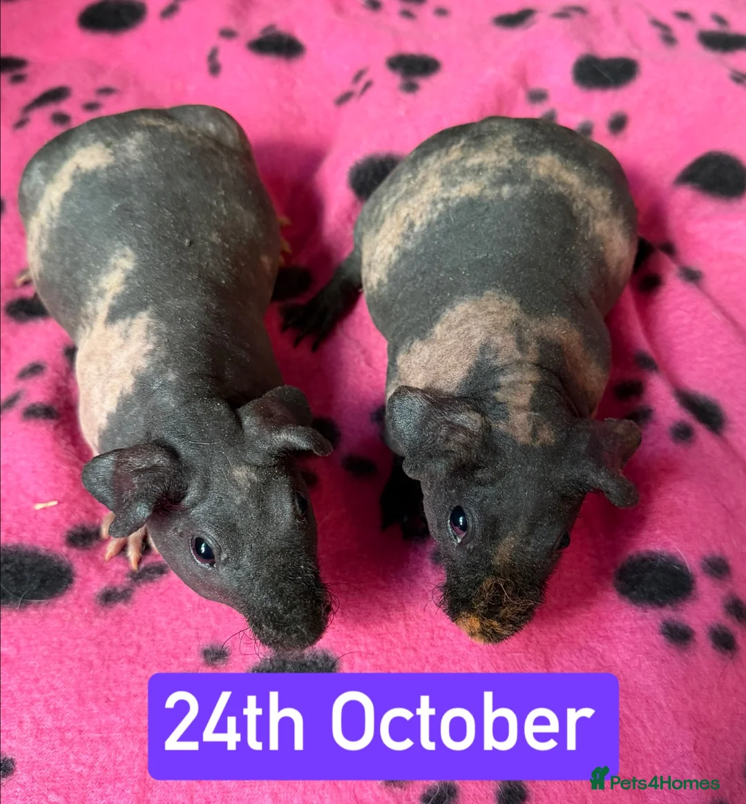 Guinea Pig rodents for sale: Skinny/Guinea Pigs - Advert 1
