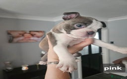 Boston Terrier dogs for sale: Beautiful Boston terrier puppies  - Image 6