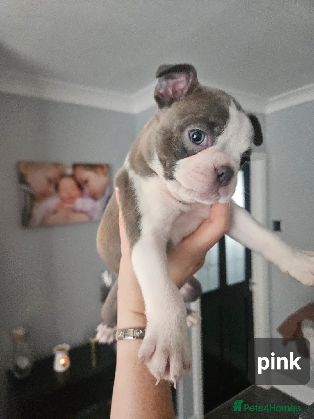 Boston Terrier dogs for sale: Beautiful Boston terrier puppies  - Image 6