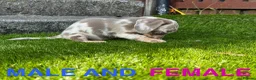 Miniature Dachshund dogs for sale: ❤️Adorable Isabella Miniature Dachshund Puppies 🐶 - Advert 12