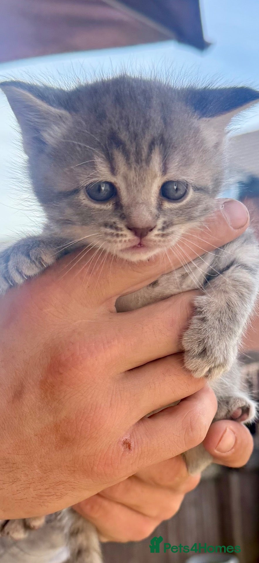 Ragdoll cats Stunning blue tabby ragdoll x  - Advert 4
