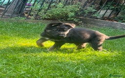 German Shepherd dogs for sale: German Shepherd Pups for Sale  - Image 9