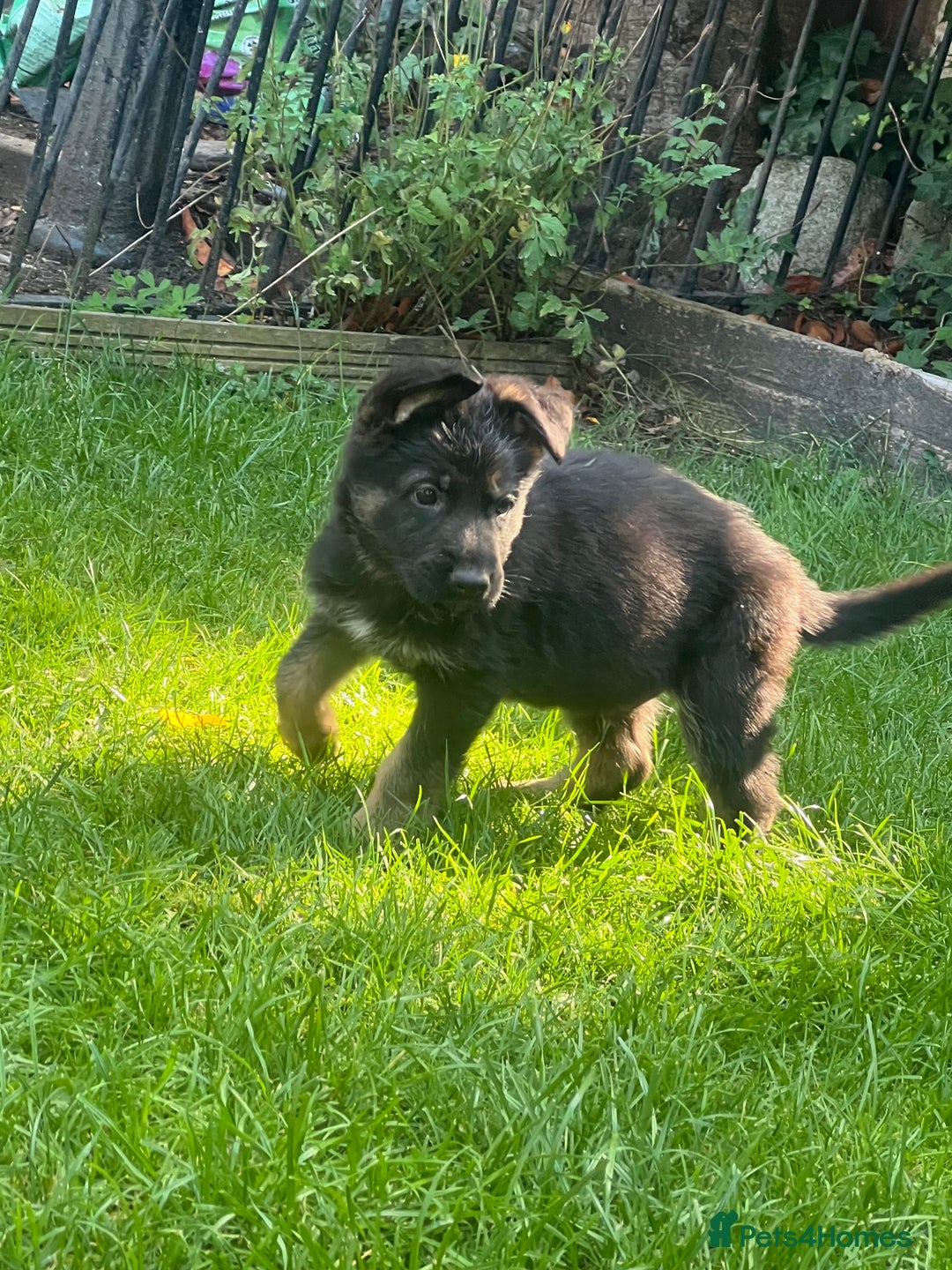German Shepherd dogs for sale: German Shepherd Pups for Sale  - Image 9