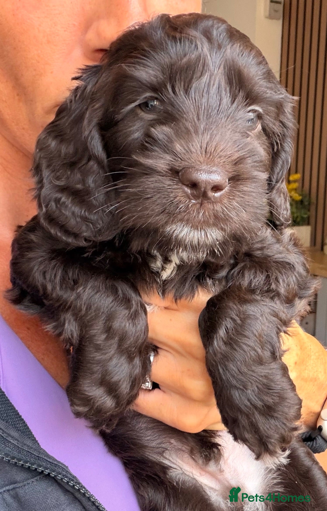 Cockapoo dogs F1B Cockapoo puppies - Advert 2