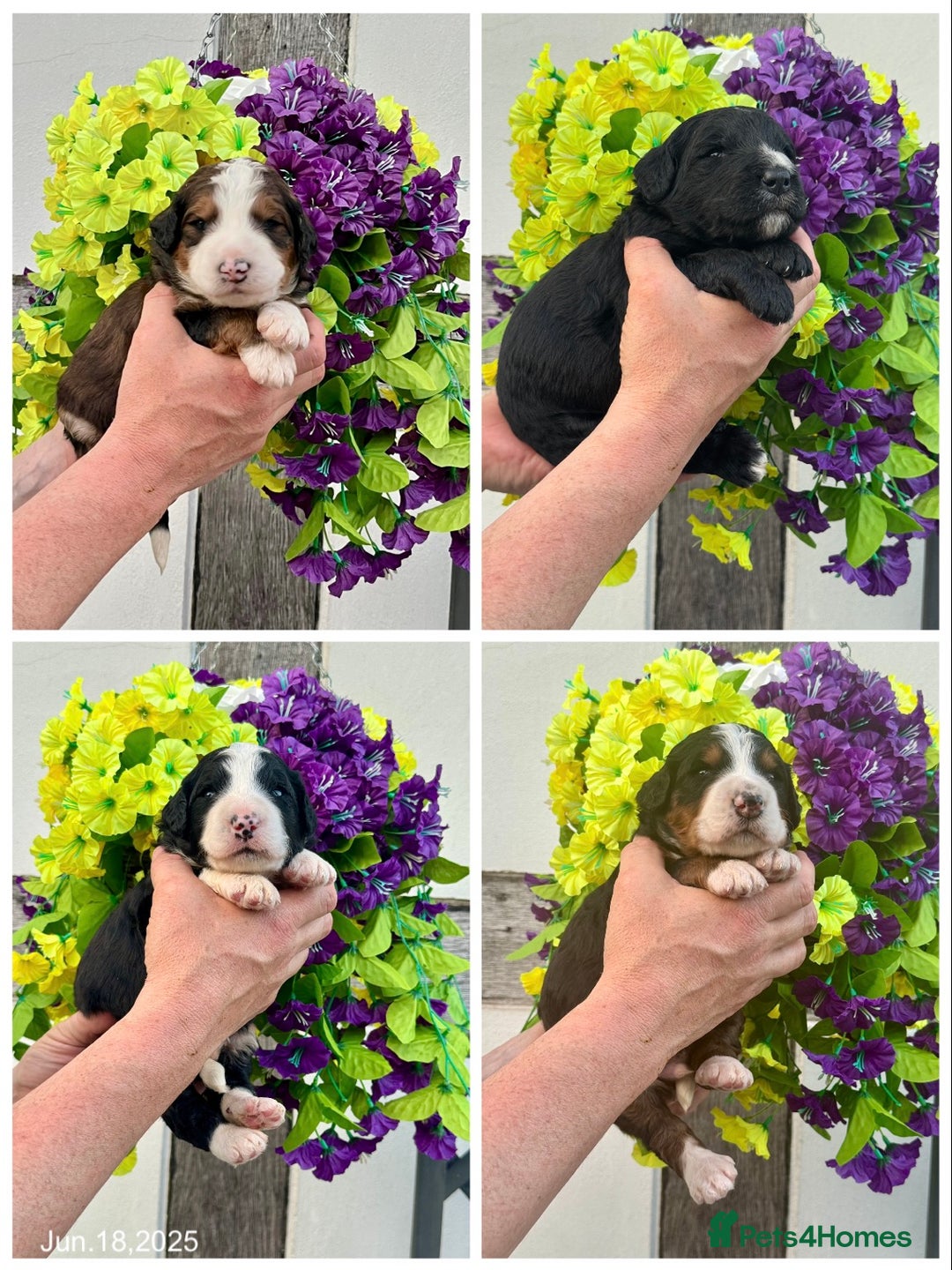Bernedoodle dogs for sale: 1 boy left gorgeous f1 medium bernedoodle puppies  in Market Drayton - Image 8