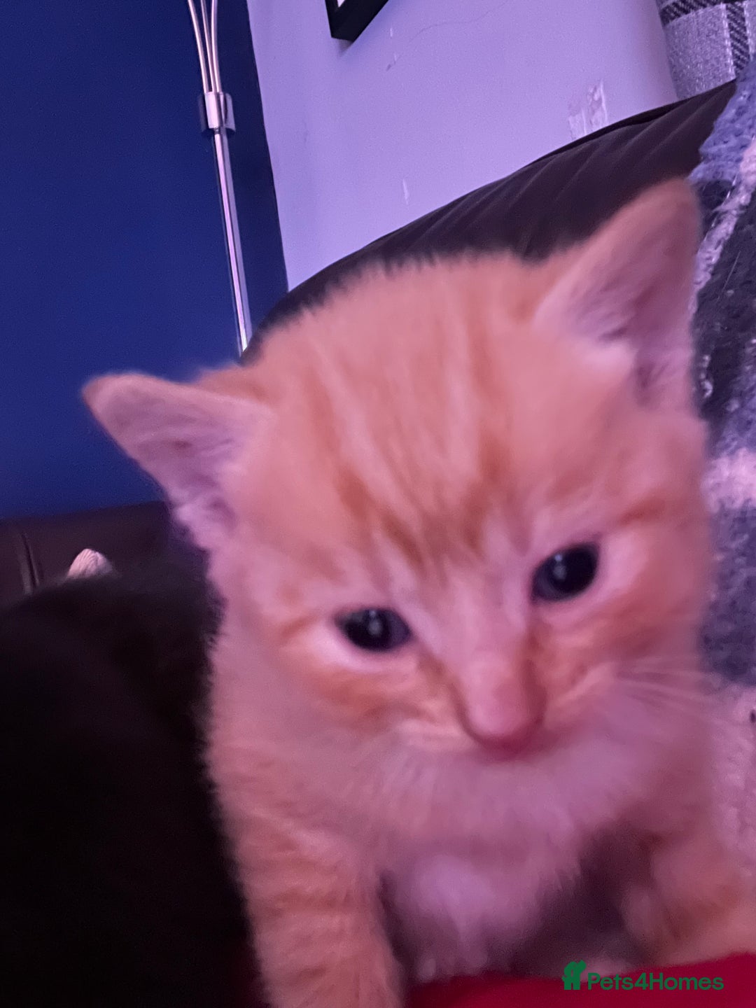 Domestic Shorthair cats for sale: 4 gorgeous kittens  - Image 25