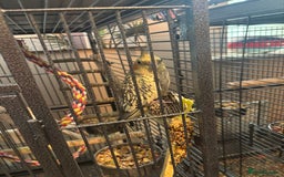 Cockatiels birds for sale: Eight birds for sale and 3 large cages £810 - Image 5
