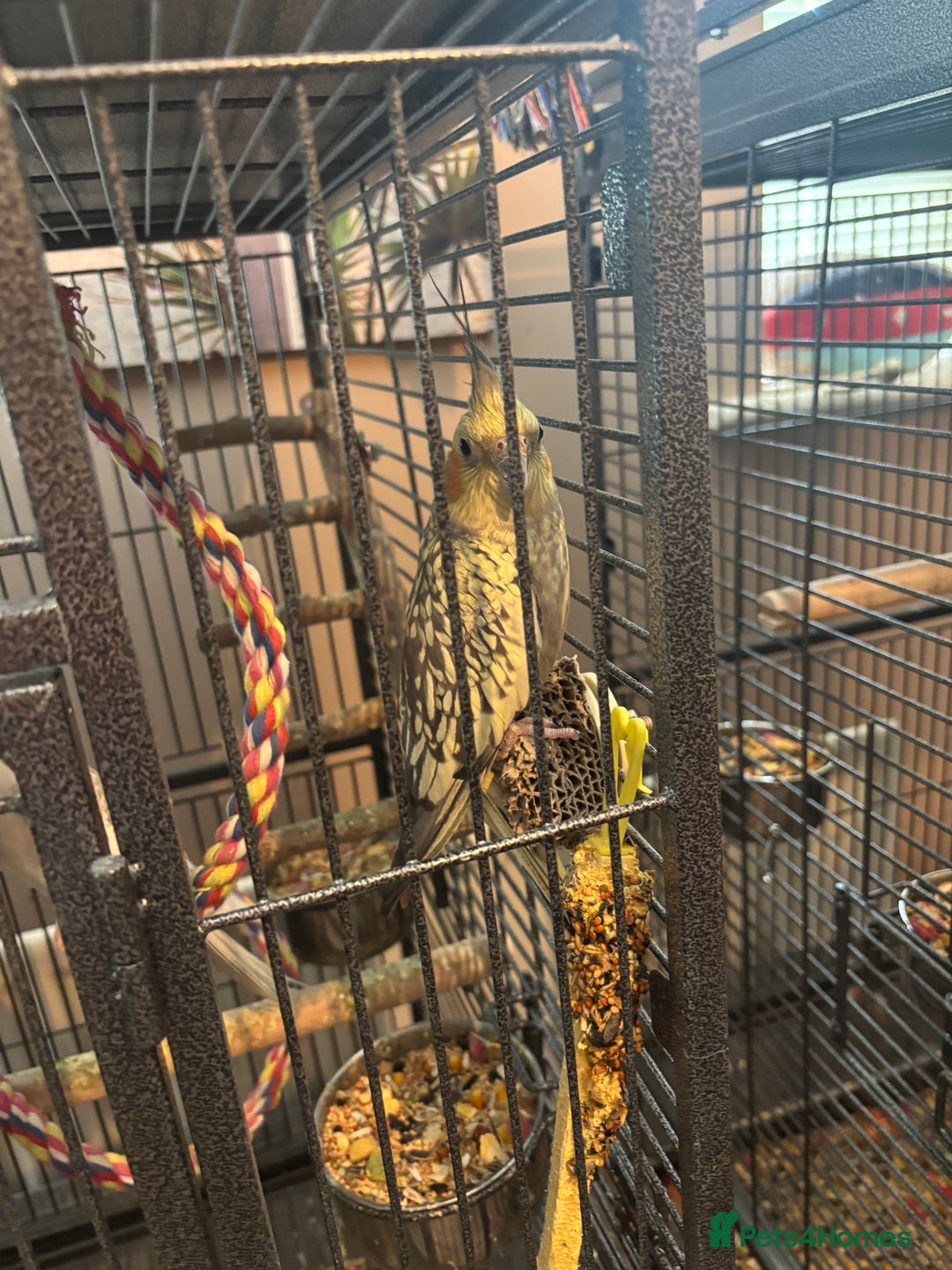 Cockatiels birds for sale: Eight birds for sale and 3 large cages £810 - Image 5
