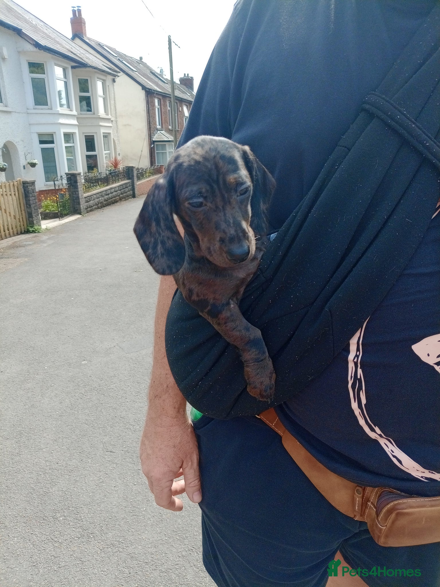 Doxiepoo dogs Last Doxiepoo Girl Remaining. - Advert 5