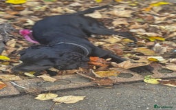 Cocker Spaniel dogs for sale: Cocker Spaniel Puppy – 8 Months Old, Lovely Girl - Image 2