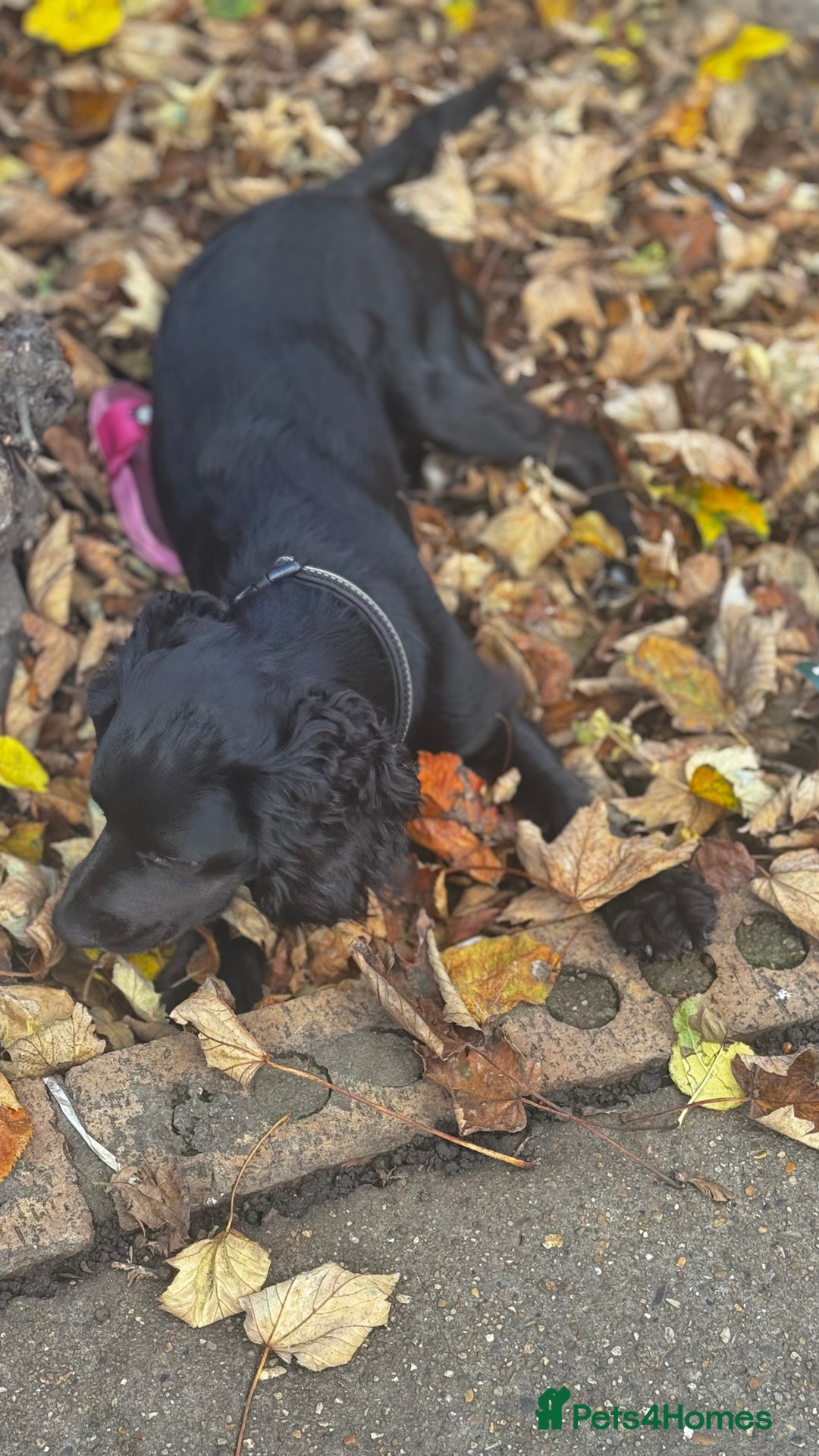 Cocker Spaniel dogs for sale: Cocker Spaniel Puppy – 8 Months Old, Lovely Girl - Image 2