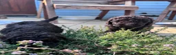 Miniature Poodle dogs for sale: Brown chocolate miniatures poodle - Advert 23
