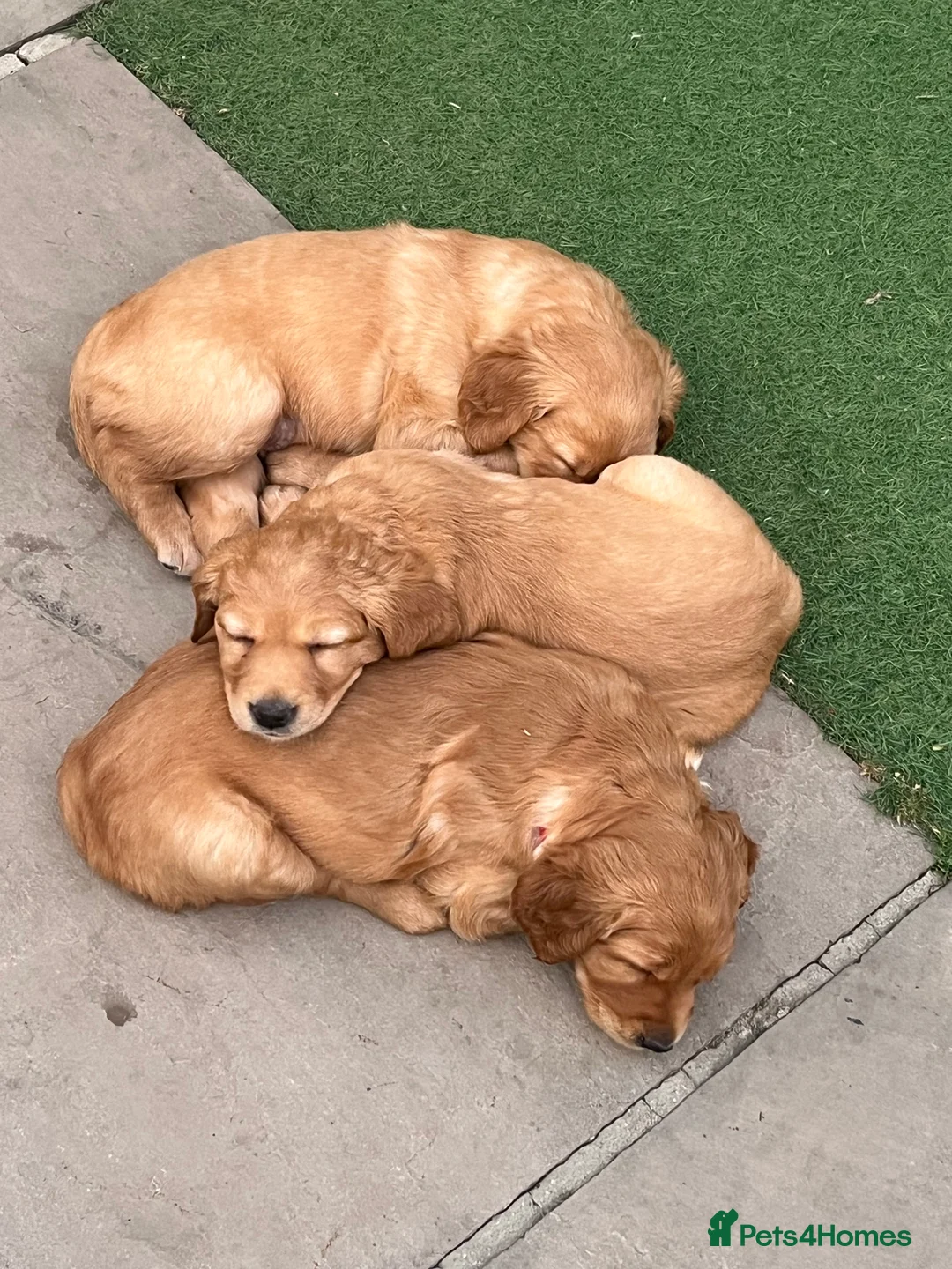 Golden Retriever dogs for sale: Family raised, fox red golden retriever puppies. - Advert 2