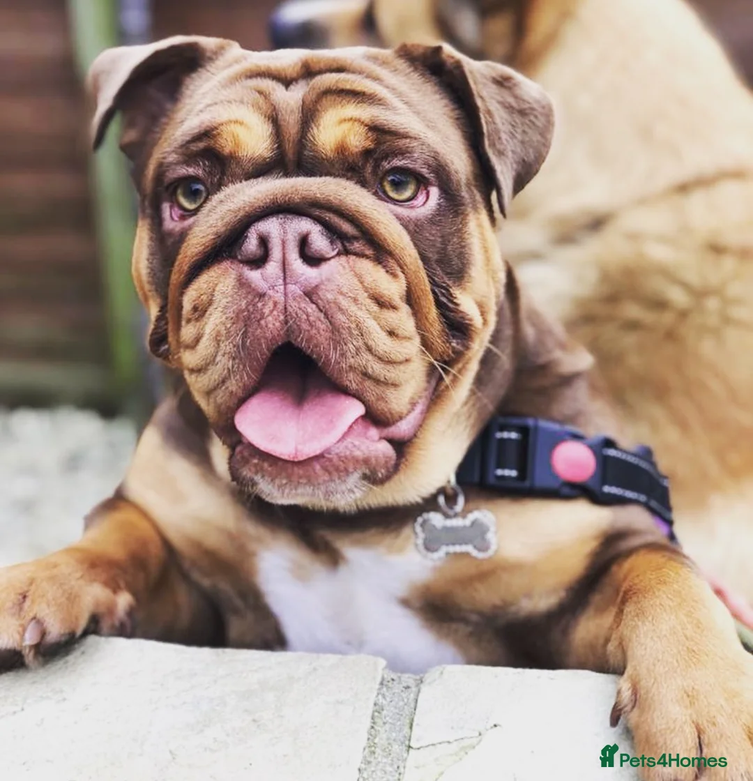 English Bulldog dogs for sale: breeding bitch great lines nearly ready in season  - Advert 6