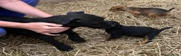Lakeland Terrier dogs for sale: Lakeland / Patterdale Terrier Puppies - Advert 5
