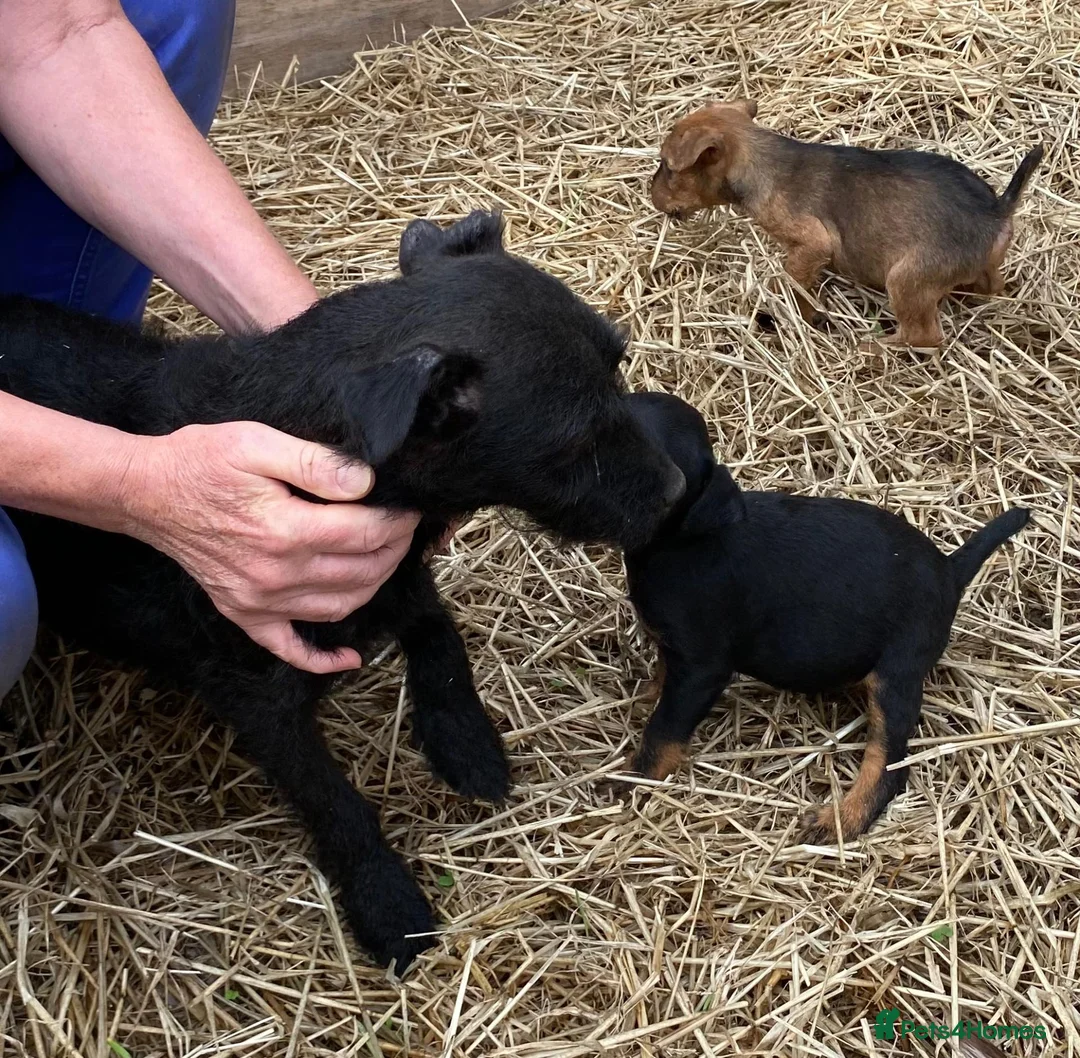 Lakeland Terrier dogs for sale: Lakeland / Patterdale Terrier Puppies - Advert 5