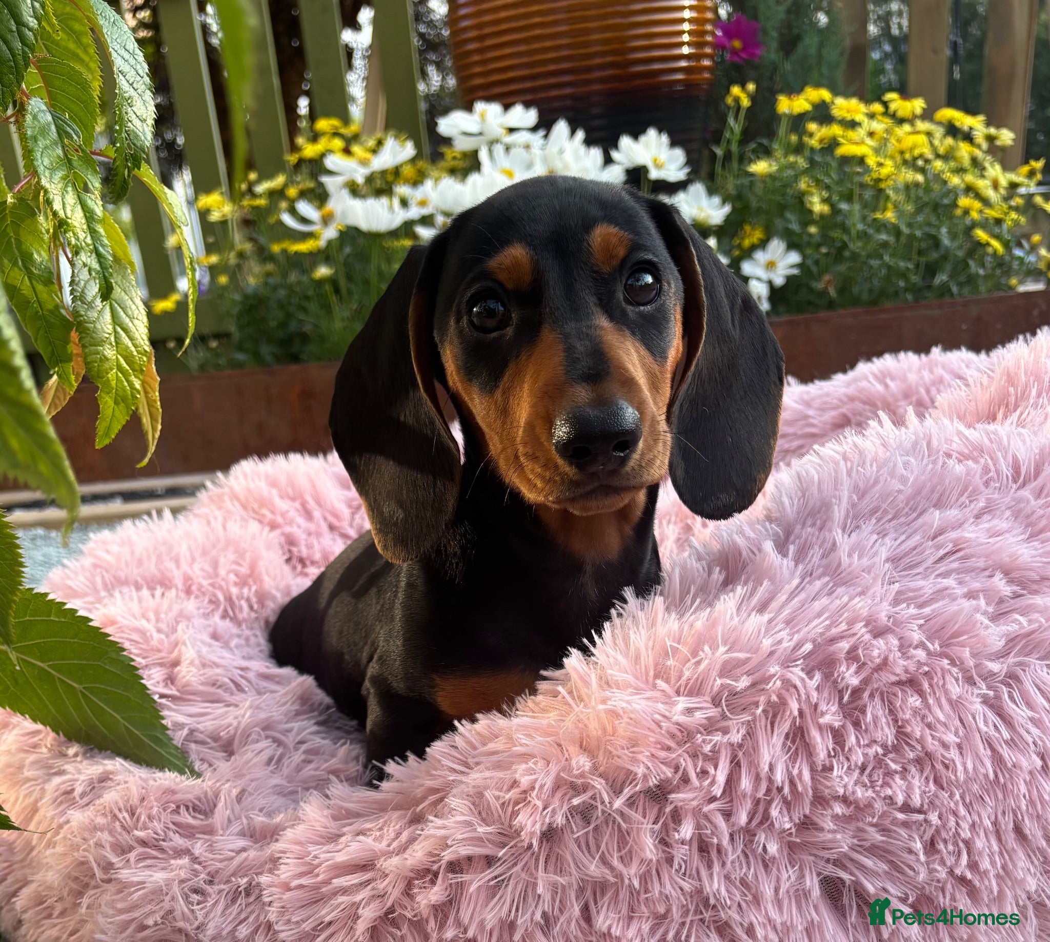Miniature Dachshund dogs Puppy for Sale Outstanding KC Male Mini Dachshund  - Advert 1