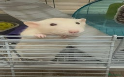 Rat rodents for sale: Male rat looking for new home with companion  - Image 1