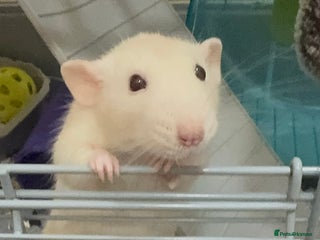 Rat rodents for sale - Advert 1