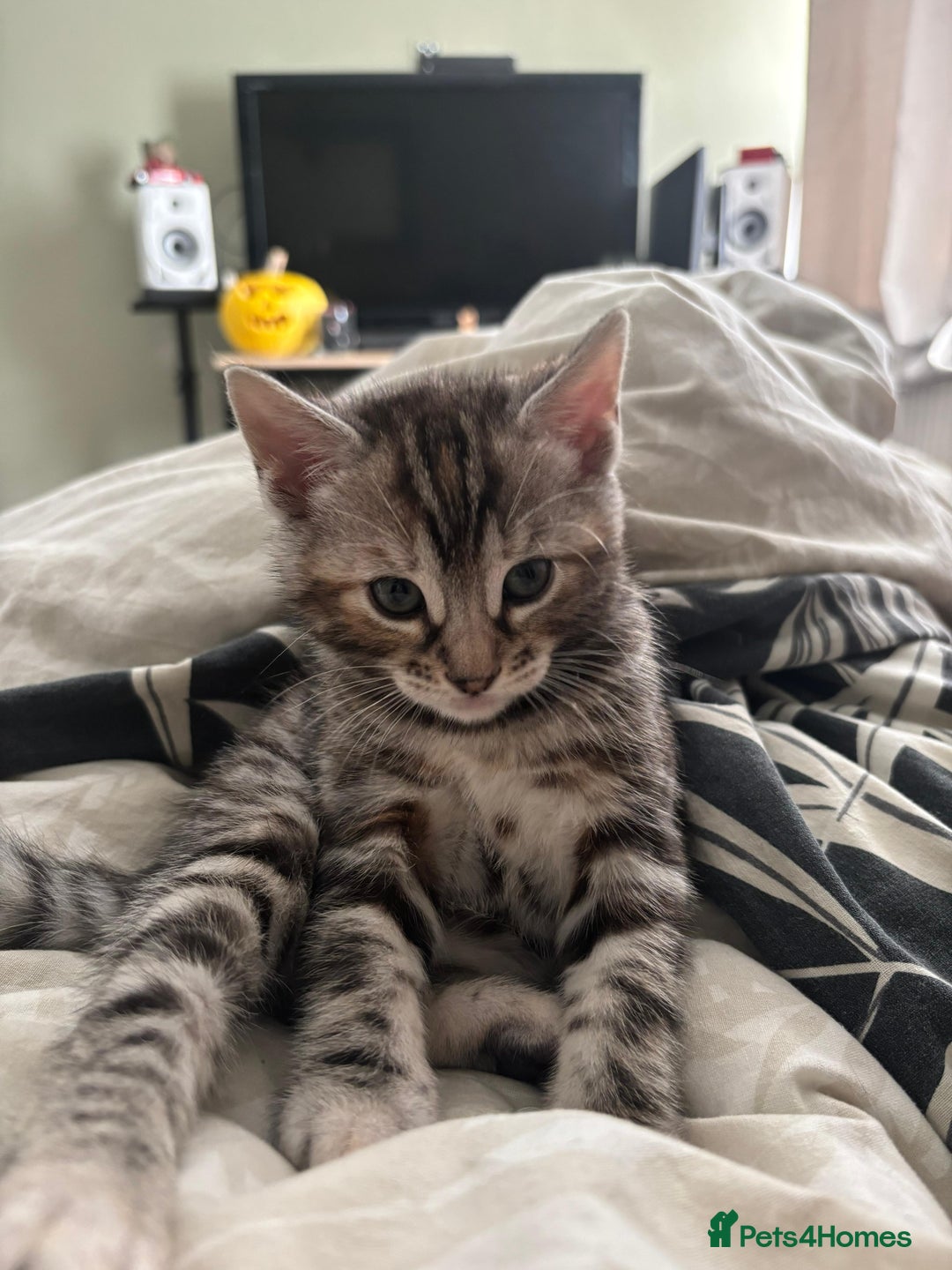 Bengal cats for sale: Half Bengal Female - Advert 9