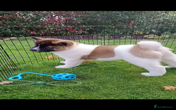 Akita dogs for sale: Beautiful KC registered Akitas  - Image 20