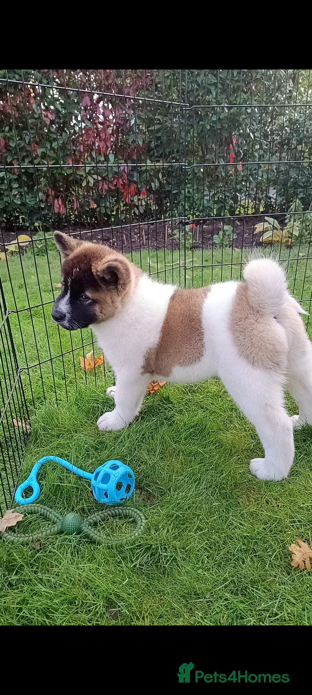 Akita dogs for sale: Beautiful KC registered Akitas  - Image 20