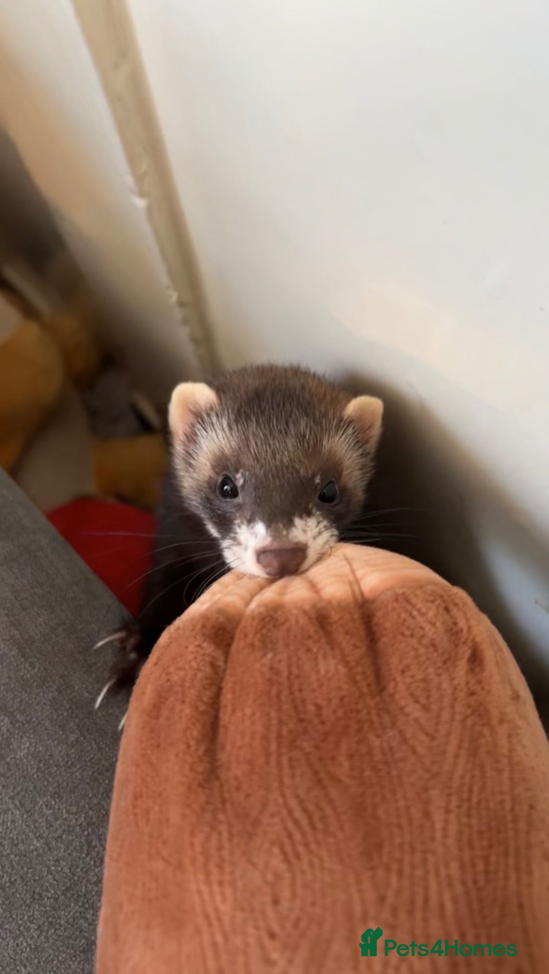 Ferret rodents 7 month old jill polecat  - Advert 1