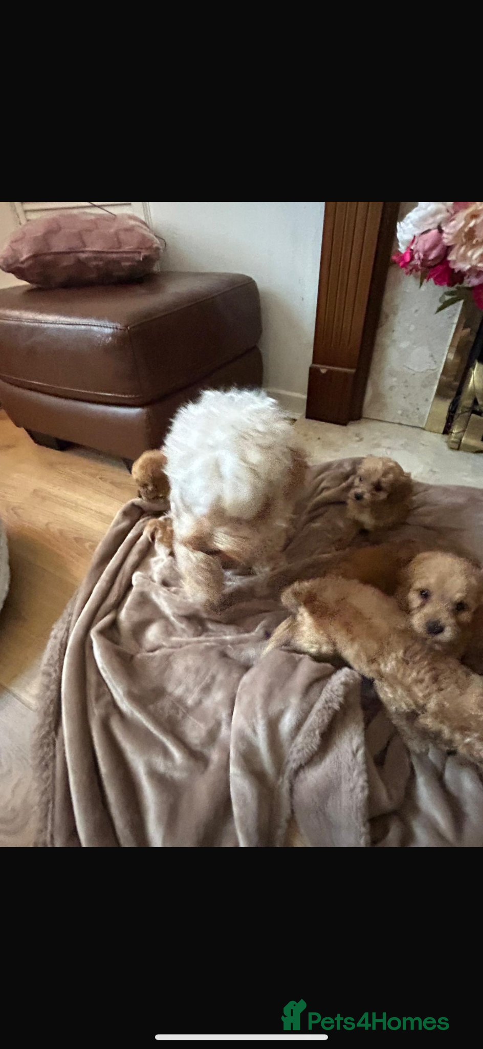 Cockapoo dogs for sale: Cockapoo puppies in Aberdeen - Advert 25