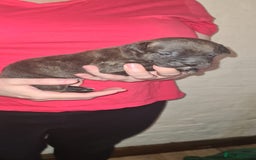 Staffordshire Bull Terrier dogs for sale: Beautiful Staffy puppies. - Image 7