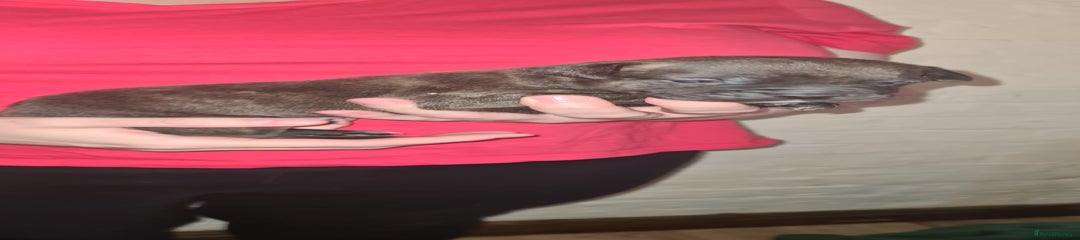 Staffordshire Bull Terrier Puppy 4