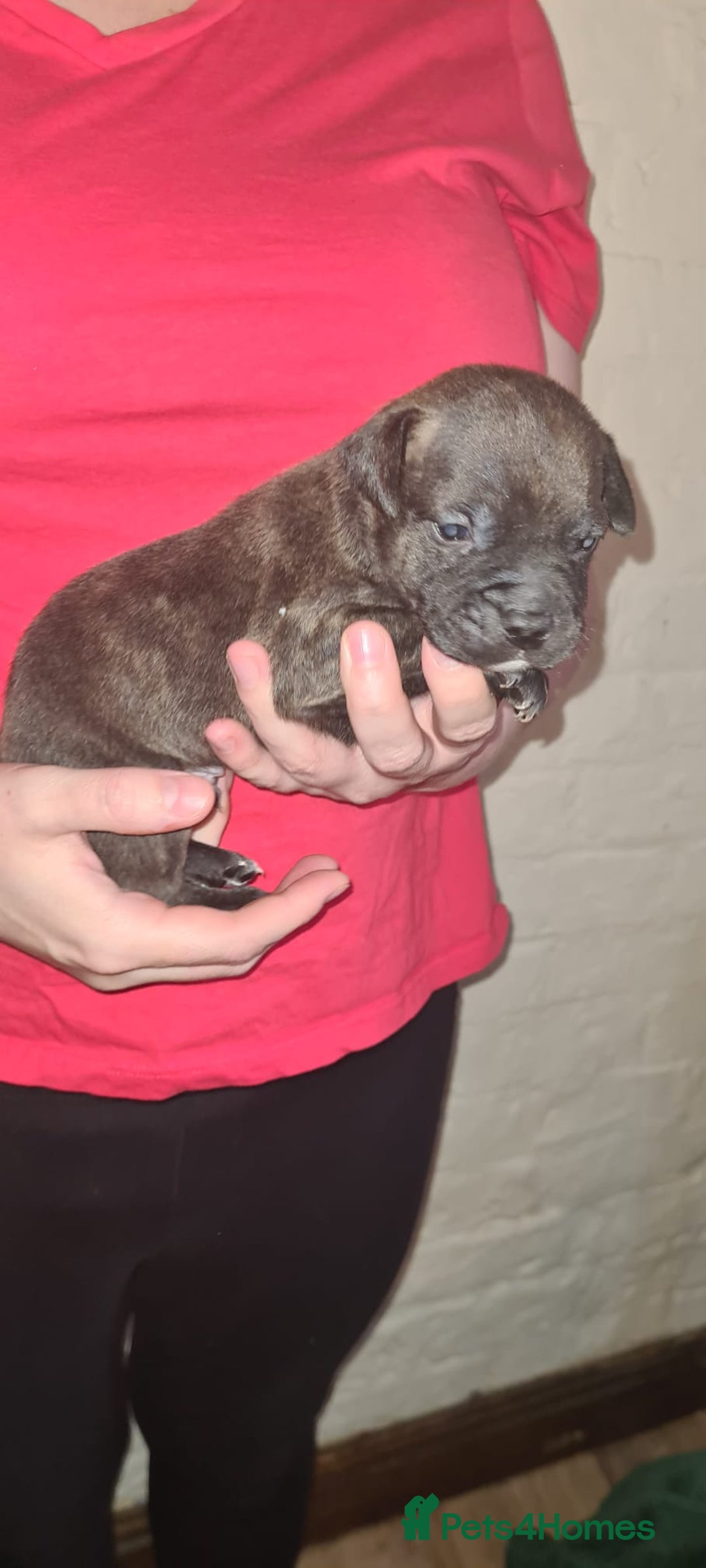 Staffordshire Bull Terrier dogs for sale: Beautiful Staffy puppies. - Image 7