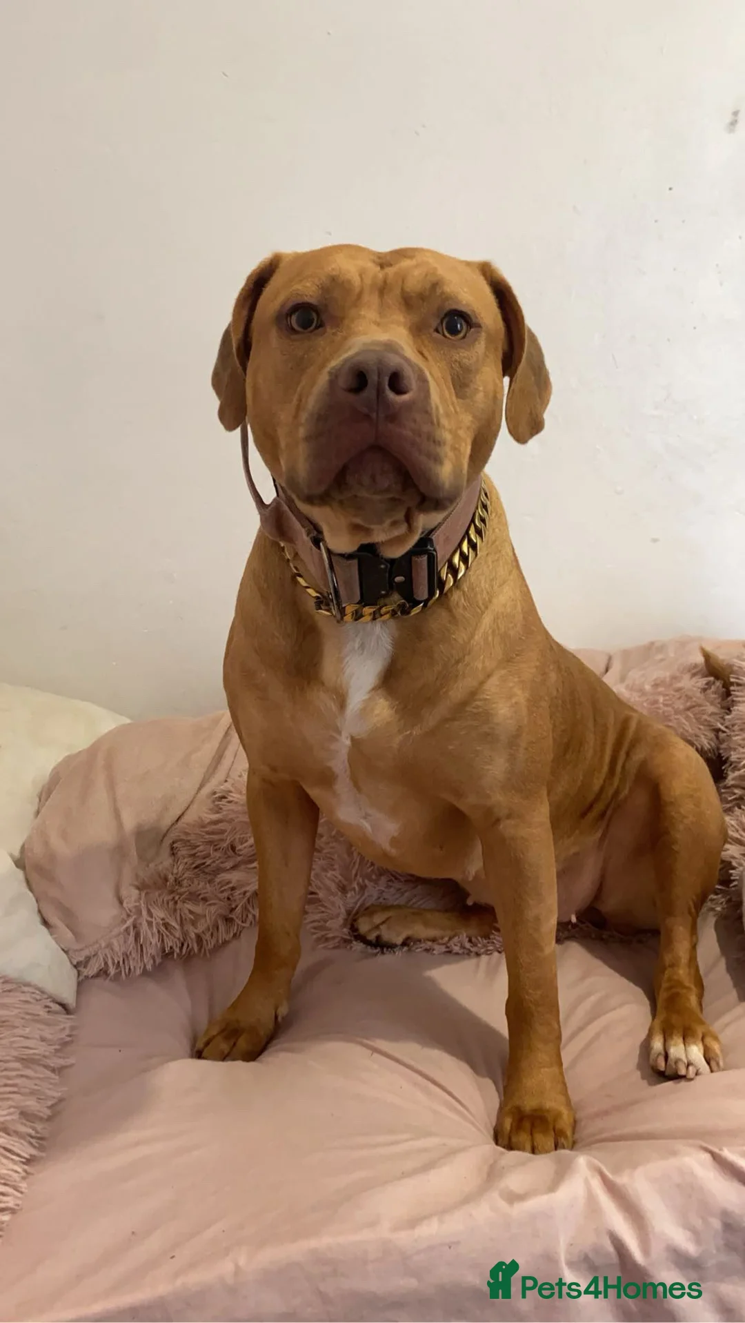 Mixed Breed dogs for sale: Bully staffy pups  - Advert 5