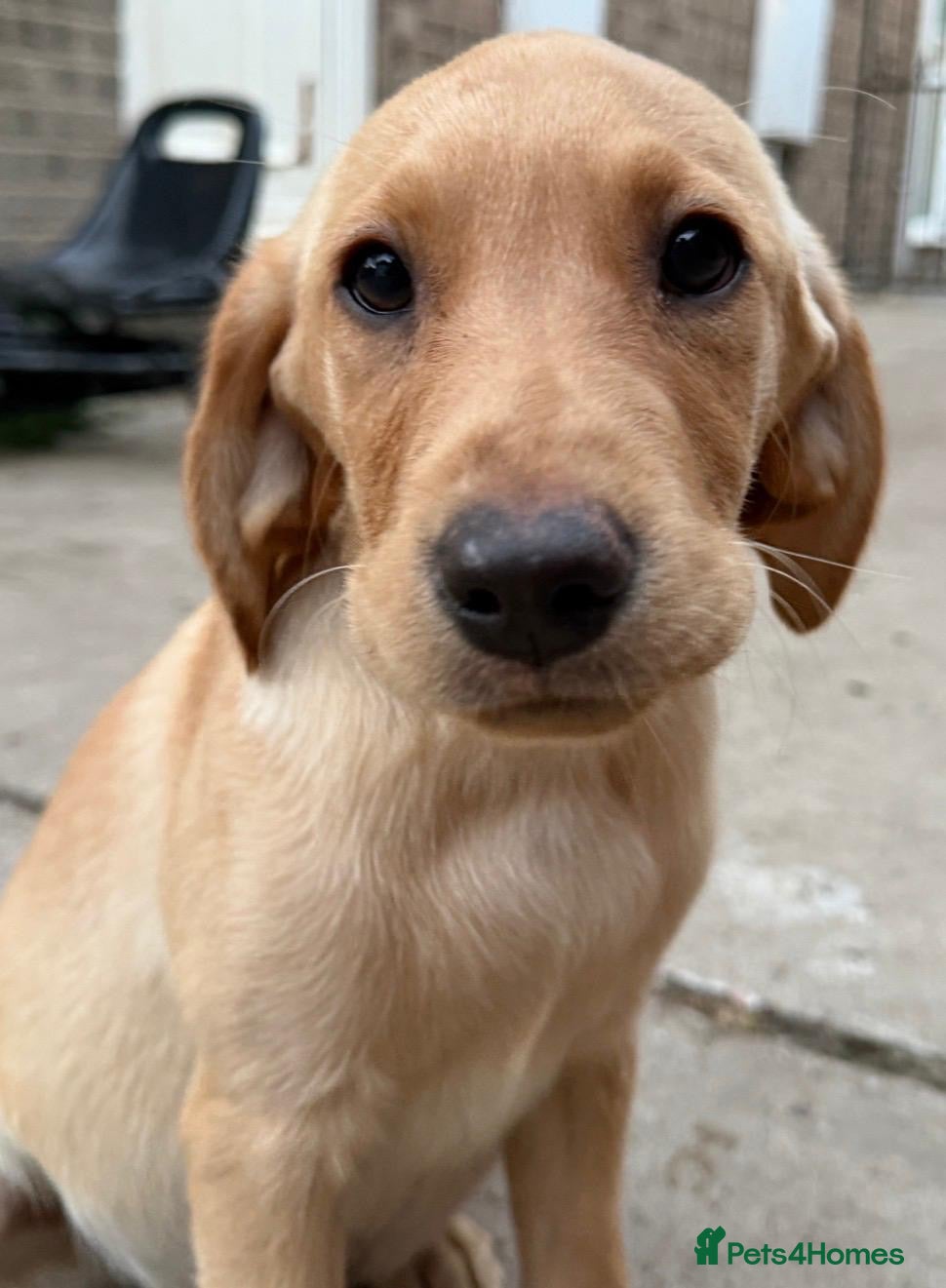 Labrador Retriever dogs Last girl stunning KC vet checked 1st vaccination  - Advert 2