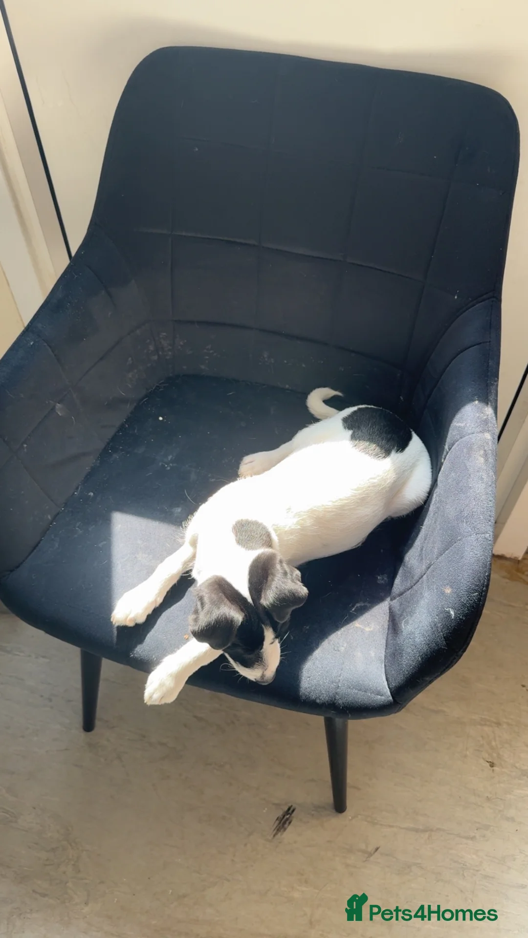 Jack Russell dogs for sale: 7 month old jack Russell  - Advert 5