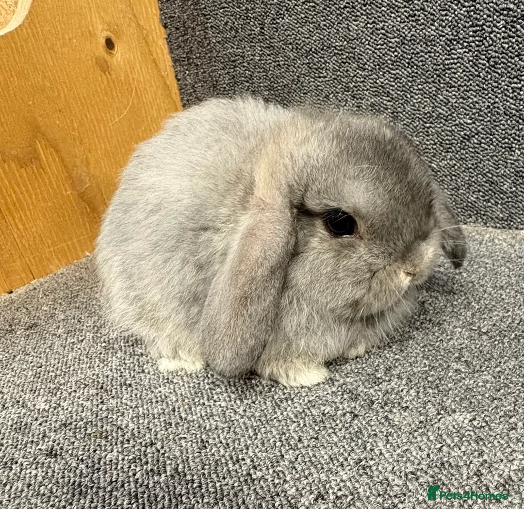 Mini Lop rabbits for sale: Mini Lop x Dwarf Lop Babies - Advert 2