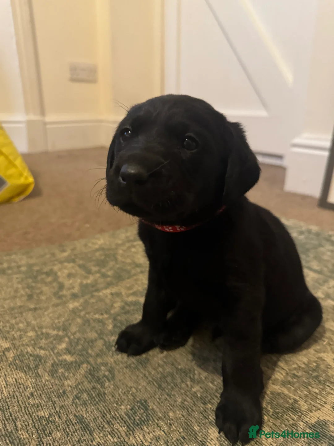 Labrador Retriever dogs for sale: Beautiful KC registered Lab boys  - Advert 19