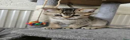 British Shorthair cats for sale: British Shorthair Female Kittens Only 2 Left!🩷 in London - Advert 19